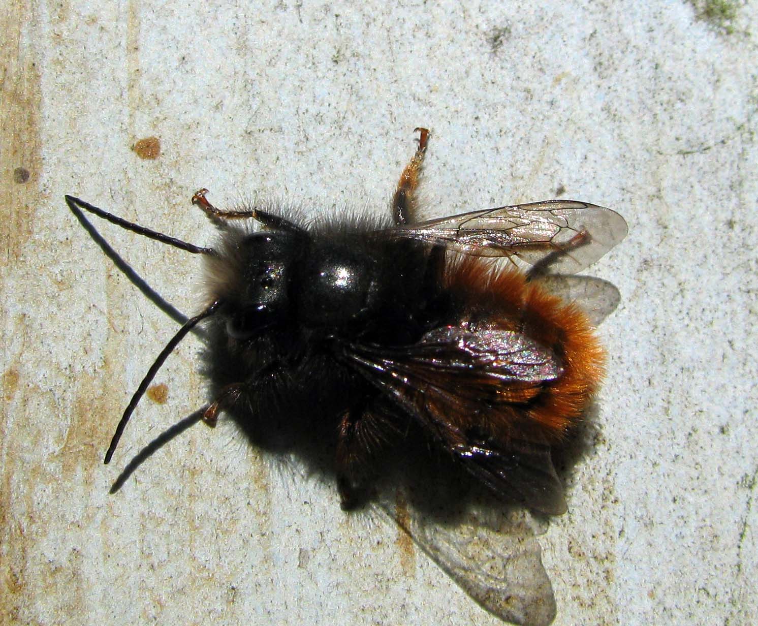 maschio di Osmia cornuta